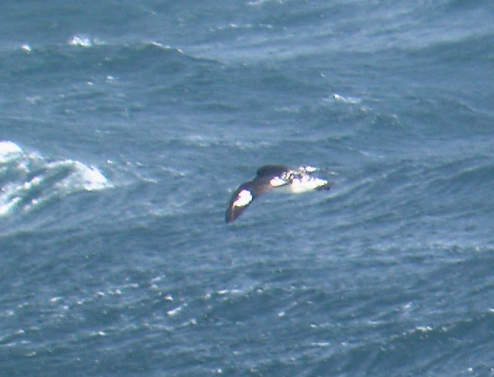 Pintado Petrel